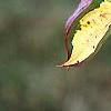 Cornus kousa 'Goldstar', fall color