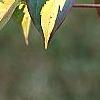 Cornus kousa 'Goldstar', fall color