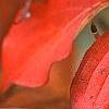 Cornus kousa 'Milky Way', fall color