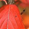 Cornus kousa 'Milky Way', fall color