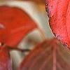 Cornus kousa 'Milky Way', fall color