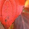 Cornus kousa 'Milky Way', fall color