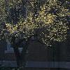 Cornus mas, habit