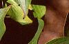 Cornus mas, leaves