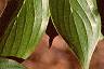Cornus mas, leaves