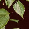 Cornus mas, leaves