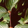 Cornus mas, leaves