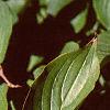 Cornus mas, leaves