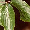 Cornus mas, leaves