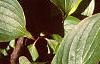 Cornus mas, leaves