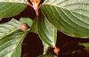 Cornus mas, leaves