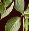 Cornus mas, leaves