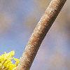 Cornus mas, flowers