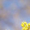 Cornus mas, flowers