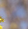 Cornus mas, flowers