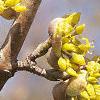 Cornus mas, flowers