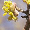 Cornus mas, flowers