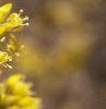Cornus mas, flowers