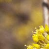 Cornus mas, flowers