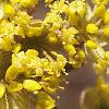 Cornus mas, flowers