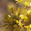 Cornus mas, flowers