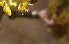 Cornus mas, flowers