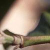 Cornus mas, fruit