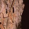 Cornus mas, bark