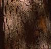 Cornus mas, bark