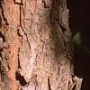 Cornus mas, bark
