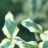 Cornus mas 'Variegata', leaves