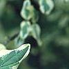 Cornus mas 'Variegata', leaves