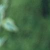 Cornus mas 'Variegata', leaves