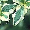 Cornus mas 'Variegata', leaves