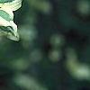 Cornus mas 'Variegata', leaves