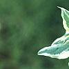 Cornus mas 'Variegata', leaves