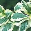 Cornus mas 'Variegata', leaves