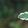 Cornus mas 'Variegata', leaves