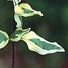 Cornus mas 'Variegata', leaves