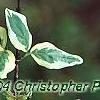 Cornus mas 'Variegata', leaves