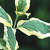 Cornus mas 'Variegata', leaves