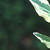 Cornus mas 'Variegata', leaves