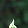Cornus mas 'Variegata', leaves
