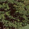 Cornus macrophylla, habit