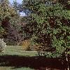Cornus macrophylla, habit