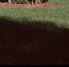 Cornus macrophylla, habit