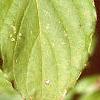 Cornus macrophylla, leaves