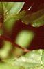 Cornus macrophylla, leaves