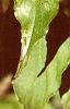 Cornus macrophylla, leaves
