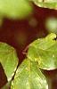 Cornus macrophylla, leaves